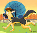 BARK! at the Dog park by BARK