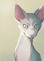 Hairless Beauty by cradlesin