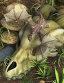 echo of the ancients by Schiraki