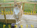 Punkin: 2003&ndash;2019 by CCritt93