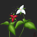 Trilliums - coloring practice by aniki