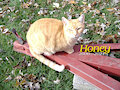 Honey: 2006&ndash;2021 by CCritt93
