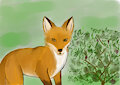 Fox by StShadowdirge