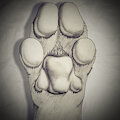 [Sketch] Ulrich's New Paw