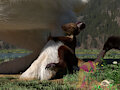 Rabbit sole love by Ponlets