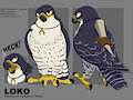 Loko by McFan
