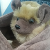 Meridianbat