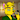 RyloPikachu
