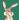RabidRabbit